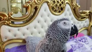 Наблатыканный попугай матершинник матерится на хозяина  Тhug gray parrot swears at the owner