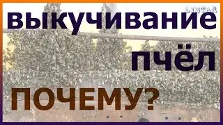 Почему выкучиваются пчёлы? Выкучивание пчел из улья. Когда пчелам жарко.