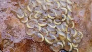 Cave Salamander Eggs