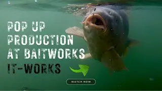 POP UP BAIT PRODUCTION - Ultra Buoyant - Carp Fishing