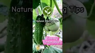 Enemy Vegetables #shortvideo #plants #youtubeshorts #farming #garden #viralvideo #video #foryou