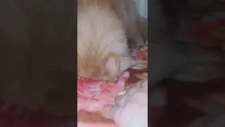 Adorable Cat Eats Fish Like a Pro! 🐱🍴