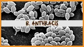 Bacillus Anthracis