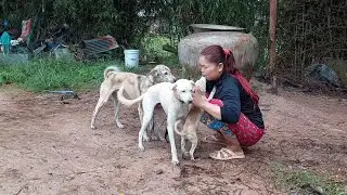 I want a lot of dog breeds, I have to breed dogs without fail