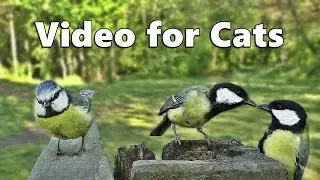 Videos for Cats : April Bird Sounds Extravaganza - Entertainment for Cats