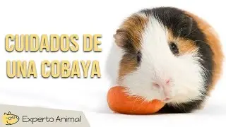 Cuidados de una cobaya