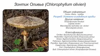 Хлорофиллум Оливье (Chlorophyllum olivieri)