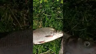 ПОПРЫГАЕМ 🐟