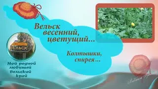 Вельск весенний, цветущий... Колтышки, спирея...