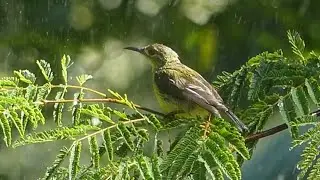 Brown-throated Sunbird Female Bathing Under a Hose