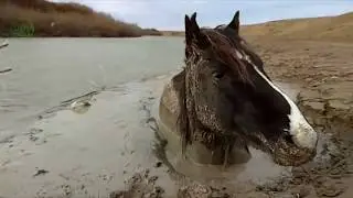 Спасение Лошади из ПУЧИНЫ. Казахстан /Amazing Horse Rescue/ GGGKaiser