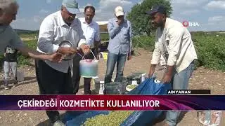 ÇEKİRDEĞİ KOZMETİKTE KULLANILIYOR