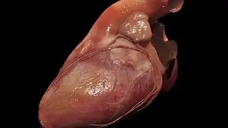 Medical Animation | Heart