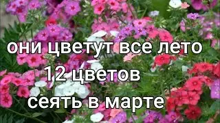 Самые ДОЛГОЦВЕТУЩИЕ цветы, посев на рассаду в марте