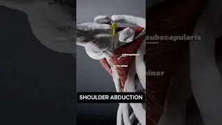 Your ROTATOR CUFF during shoulder abduction 