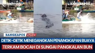 Detik-detik Menegangkan Penangkapan Buaya Terkam Bocah di Sungai Pangkalan Bun, Dibantu Pawang Buaya