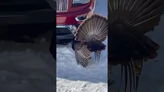 Turkey vs Car