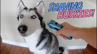 Shaving A Siberian Huskys Coat! (Veehoo Pet Clippers)