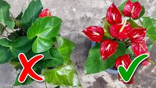 Anthurium Flowering Tips / Learn Gardening