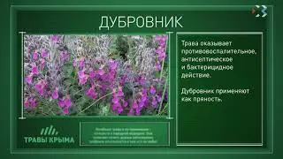 Травы Крыма. Выпуск 32. ДУБРОВНИК