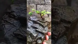 #shorts #bonsai #bonsaitree