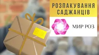 Розпакування посилки з саджанцями троянд з розплідника МИР РОЗ. Перші враження від стану рослин.