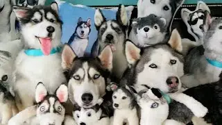 FUNNIEST Husky Compilation Video 😍 30 Minutes 🦴