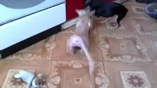 DOG LOVES CAT please support the channel very necessary