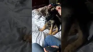 German Shepherd Puppy's First Howl