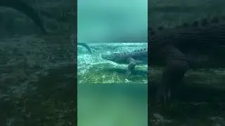 World’s Largest Crocodile