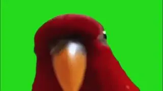 Red bird laughing green screen with sound effects 🤨