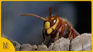 UK on high alert for an invasion of Asian hornets this summer