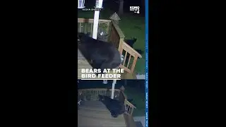 Mama bear and 3 cubs break into homeowners bird feeders in Ocean Shores