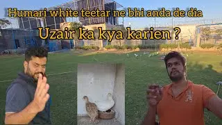 white Teetar ka Anda a gya | Good News | Uzair ka kya karein ? | daily vlog 220