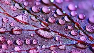 Rain Dripping on Leaves - Sound of Rain to Sleep