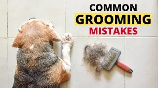 Common Grooming Mistakes Beagle Owners Make (And How to Avoid Them)