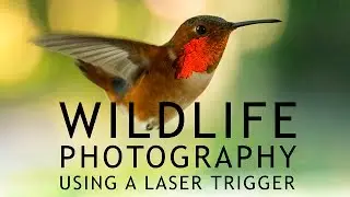 Wildlife Photography Using a Laser Trigger