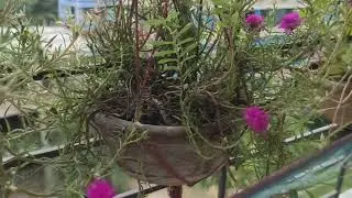 my porch garden @aunlocker 