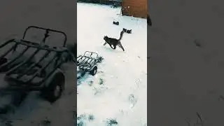 Лева просится гулять ✌