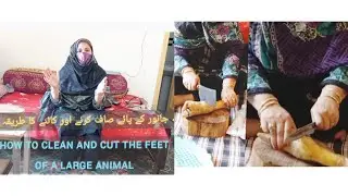 Paye Saaf Karne Ka Tarika by Gull baji (بڑے پائے صاف کرنے کا طریقہ )How to clean cow feet.