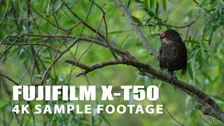 Fujifilm X-T50 - 4K Sample Footage & Imagery