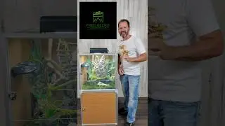 Shop the top diets, caging accessories, merch and more at www.FreeGeckoGiveaways.com