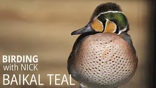 800,000 Baikal Teal in one flock; the numbers keep increasing