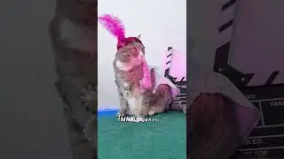 Однажды я уехала тусить в Турцию | котоверсия | Instasamka #смешныекоты #котикивидео