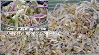 Как вырастить витаминные проростки маша для полезного зимнего салата
