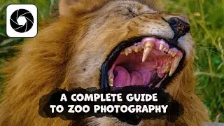 A Complete Guide To Zoo Photography