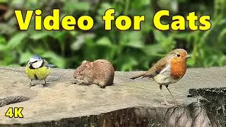 Cat Games TV ~ Mouse, Birds and Squirrel Fun in 4K 🐭 NEW 🐭 Videos For Cats and People To Watch