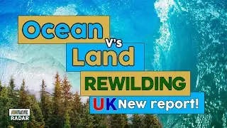 Rewilding Britain  - Ocean vs Land Rewilding in the UK