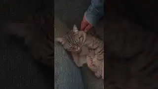 ПРОСНУЛСЯ С УТРА ПОГЛАДЬ КОТА ПОТОМУ ЧТО ЖИЗНЬ БЕЗ КОТА СОВСЕМ НЕ ТА ! ДОБРОГО УТРА ВАМ!