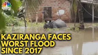 Assam Floods: 131 Wild Animals Dead In Kaziranga National Park | N18V | CNBC TV18